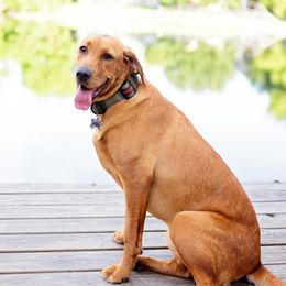 Double Doodle and Labrador Retriever All Grown Up from McCreary Highlander Labradors