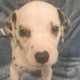 Umbreon (Black collar) - White and black male Dalmatian puppy in Raymondville, Missouri from Wagner's Dalmatian's