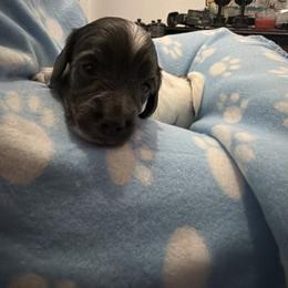 Flash - Piebald male Dachshund puppy in Wappapello, Missouri from Kandb Dachshunds