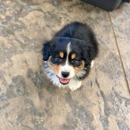 Cupid (purple collar) - Black tri-color male Australian Shepherd puppy in Ashland, Ohio from SS Australian Shepherds