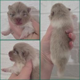 Boy 3 - Chocolate merle male Pomeranian puppy in Washington, North Carolina from Grace's Poms🐾💕