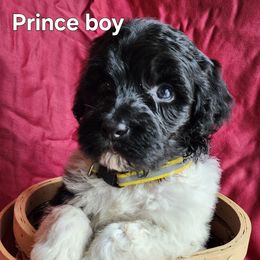 Prince - Black and white male Portuguese Water Dog puppy in Narvon, Pennsylvania from Prized Family Porties