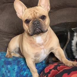 Cardigan Welsh Corgi and French Bulldog Puppies from Leather & Lace