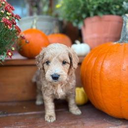 Cobbler - Apricot male Goldendoodle puppy in Jacksonville, Florida from Dandelion Doodles