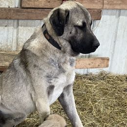 Skipper - Anatolian Shepherd Dog
