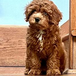 Cavapoos, Cockapoos, Cocker Spaniels, Goldendoodles, and Golden Retrievers from Hunting Creek Farm & Kennel