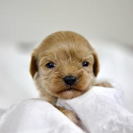 Wendy - Apricot female Cavapoo puppy in Queen Creek, Arizona from Dulcito Doodles