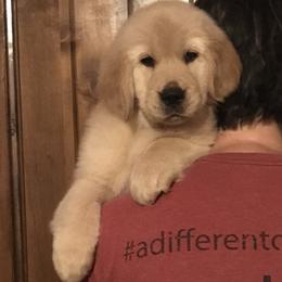 Golden Retriever and Pembroke Welsh Corgi Puppies from Shire Springs Kennels