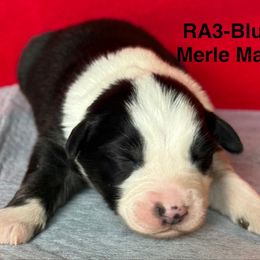 RA3 - Blue merle male Australian Shepherd puppy in Ada, Ohio from Windy Hill Aussies