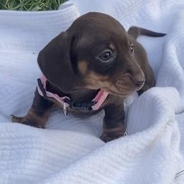 Chocolate girl - Chocolate and tan female Dachshund puppy in Clinton, Tennessee from 4-LOVES Dachshunds