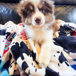 Cooper - Red tri-color male Miniature American Shepherd puppy in Shreveport   Bossier, Louisiana from Jem Miniature American Shepherds