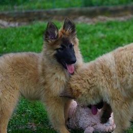 Girl 3 - Mahogany and black Belgian Tervuren puppy in South Point, Ohio from Aftershock Belgians