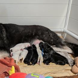 5 males - White male Shiloh Shepherd puppy in Jackson Township, New Jersey from Divine Shilohs