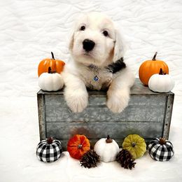 Old English Sheepdog Puppies from Heavinly Blessings Farm Pups - Old English Sheepdog Puppies