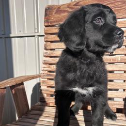 Girl 2 (Purple) - female Golden Mountain Dog puppy in Wyoming from Great Basin BMD