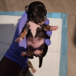 Chihuahua Puppies from Maldonado Pet Life Breeder LLC.