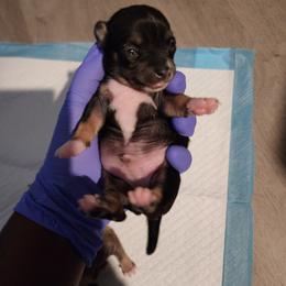 Chihuahua Puppies from Maldonado Pet Life Breeder LLC.