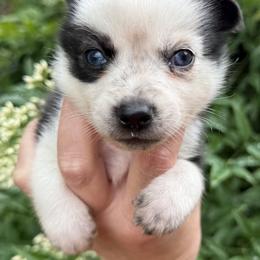 Male puppy blue eyes - Gray and white male Pomsky puppy in Tennessee from Hudson’s Huskies & Pomskies