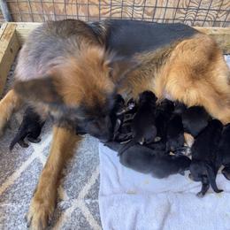 Sam and Twink girl 2 - Black and red female German Shepherd puppy in Galt, California from At Redwood Runs
