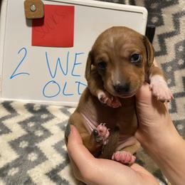 Dachshund Puppies from Bobbi’s Doxies