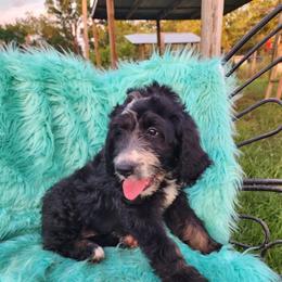 Sweet Pup's Cocoa Puff - Black and white male Bernedoodle puppy in North Zulch, Texas from Sweet Pup Schnauzers