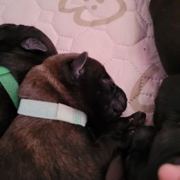 Teal Collar Female - Mahogany female Belgian Malinois puppy in Sanger, Texas from Faubion Malinois