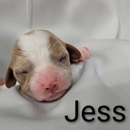 Jess - Tri-color female Cavapoo puppy in Cedar City, Utah from Pearson's Poodles