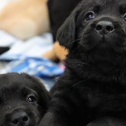 Labrador Retriever Puppies from Ashland Labradors