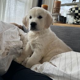 Golden Retriever Puppies from Fiddle In Gold Retrievers