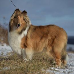 Gemstone - Collie