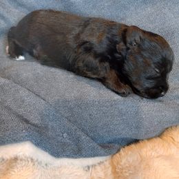 Miniature Schnauzer Puppies from Virgil Farms