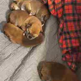 Shiba Inu puppies from The Queen of Shibas