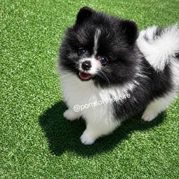 Balin - Black parti male Pomeranian puppy in Boca Raton, Florida from Poms of The Shire