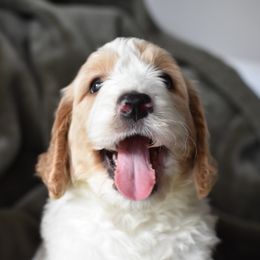 Goldendoodle Puppies from Edge Farm Goldendoodles