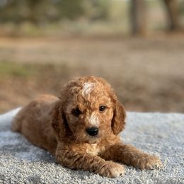 Boy 2 - Red  male Goldendoodle puppy in Cuero, Texas from Firestorm Kennel