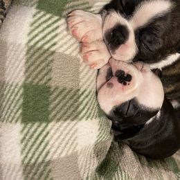 Boston Terrier Puppies from Candied Bostons