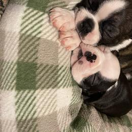 Boston Terrier Puppies from Candied Bostons