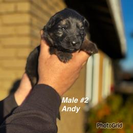 Andy - Black and red male German Shepherd puppy in Hesperia, California from Von Geesa