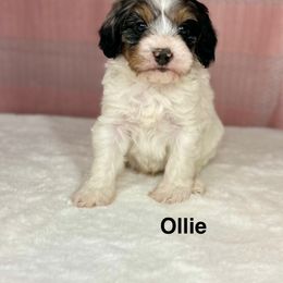 Ollie - Blue merle male Bernedoodle puppy in Sugarcreek, Ohio from Cuddly Companion Doodles