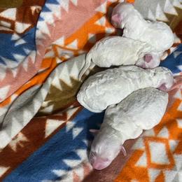 Male 1 - White male Bichon Frise puppy in Pocatello, Idaho from Sarah's Cavachons, Bichons & King Charles Cavalier Spaniels