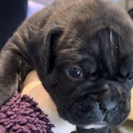 Lena - Boxer puppy from Hillbillie Boxers