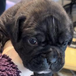 Lena - Boxer puppy from Hillbillie Boxers