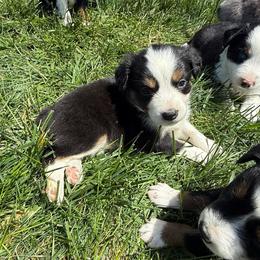 Sadie - Black tri female Miniature Australian Shepherd puppy in Marion, Michigan from Highland Hills Mini Aussies