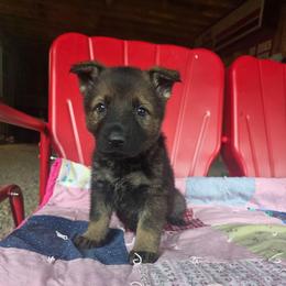 Foxy - Sable female German Shepherd puppy in Cave City, Arkansas from Bayou Valley Shepherds and American Hunt Terriers