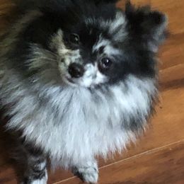 FiFi - Pomeranian