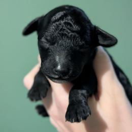 Izumi - Blue female Poodle puppy in Salem Township, Maine from Moirae Poodles