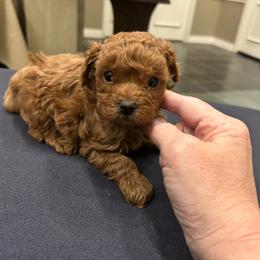 Willow - Apricot female Poodle puppy in Mineral Wells, Texas from S.H.A.R.P.’s Toy Poodles
