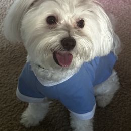 Adonis C - Maltese