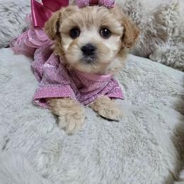 Kelsey - Apricot female Maltipoo puppy in Washington from Mt.BakerPoodles&Doodles