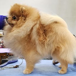 Logan - Pomeranian puppy from Edencroft Pomeranians